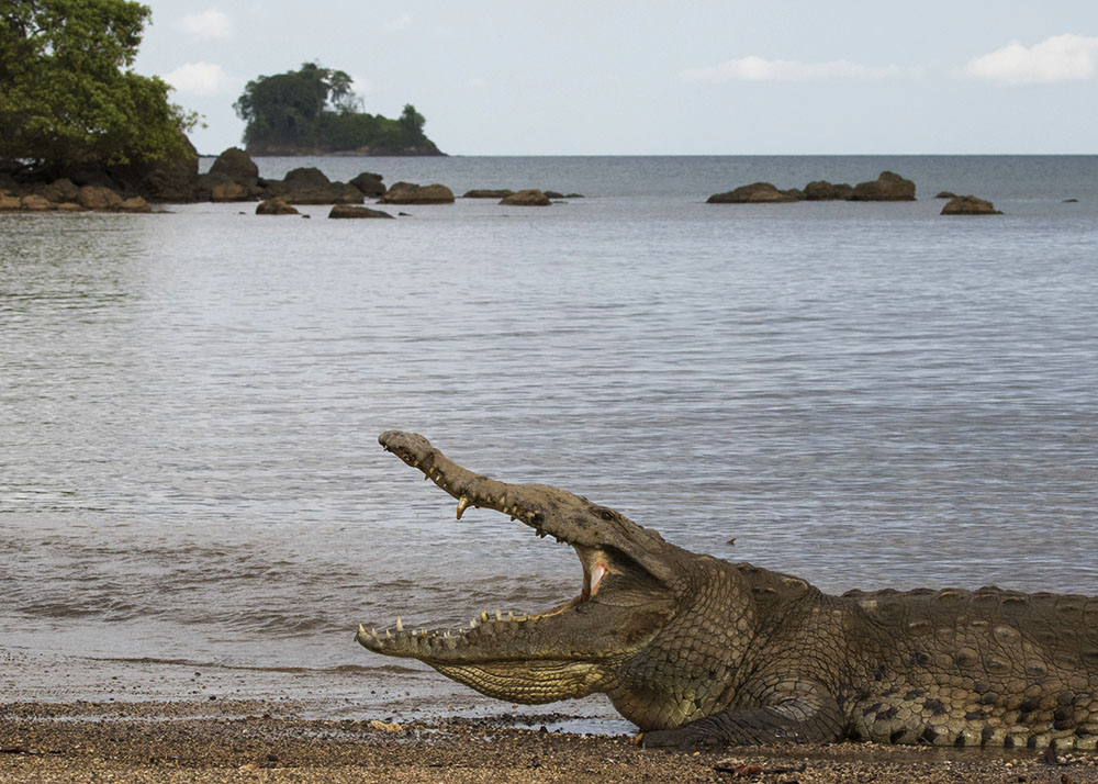 aligator-or-crocodile